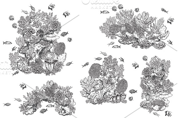 Coral Reef Monochrome in Illustrations - product preview 3