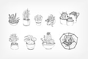 Cactuses and succulents composition