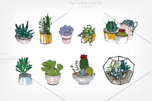 Cactuses and succulents composition in Illustrations - product preview 1