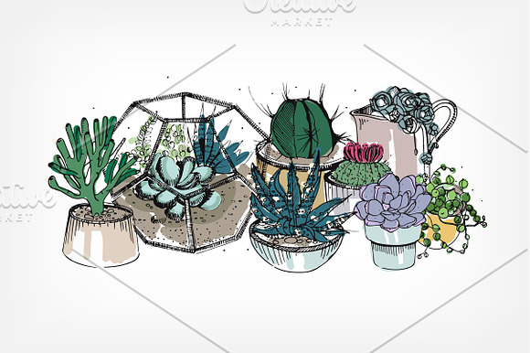 Cactuses and succulents composition in Illustrations - product preview 2
