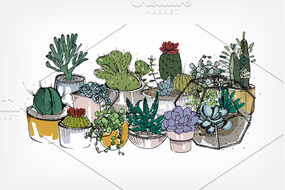 Cactuses and succulents composition in Illustrations - product preview 4