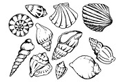 Sea shell sketch line art set vector