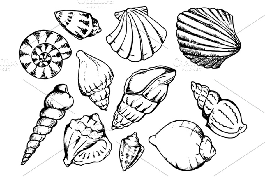 Sea shell sketch line art set vector in Illustrations - product preview 8