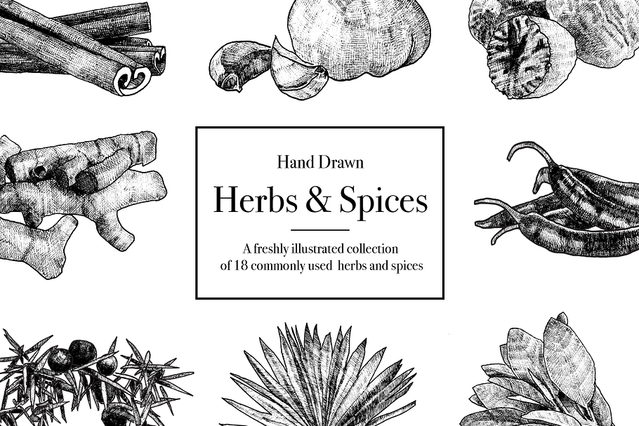 Hand Drawn Herbs & Spices in Illustrations - product preview 8