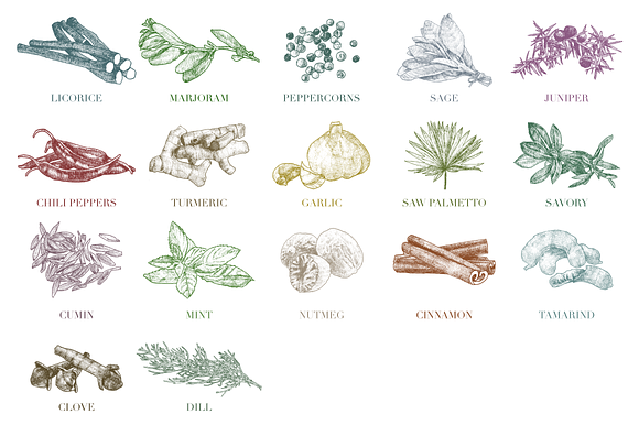 Hand Drawn Herbs & Spices in Illustrations - product preview 7