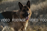 A German Shepherd dog briefly stops while playing and running