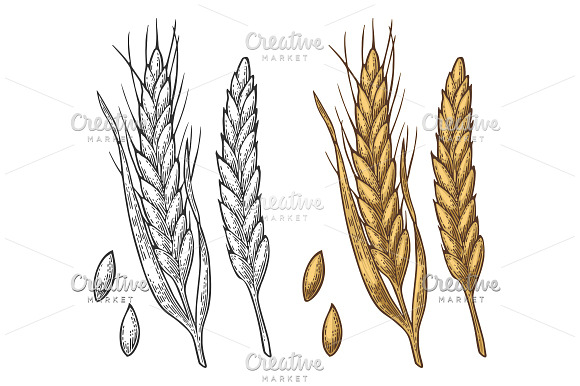 Wheat ears Vintage vector engraving in Illustrations - product preview 1