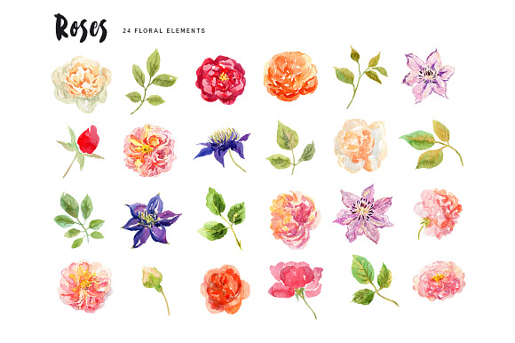 Roses. Watercolor collection in Illustrations - product preview 4