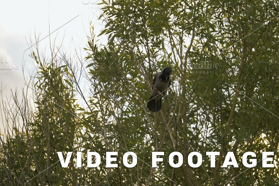 Crow pecks a branch on the tree - slowmo 180 fps