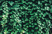 Wall of Green Ivy