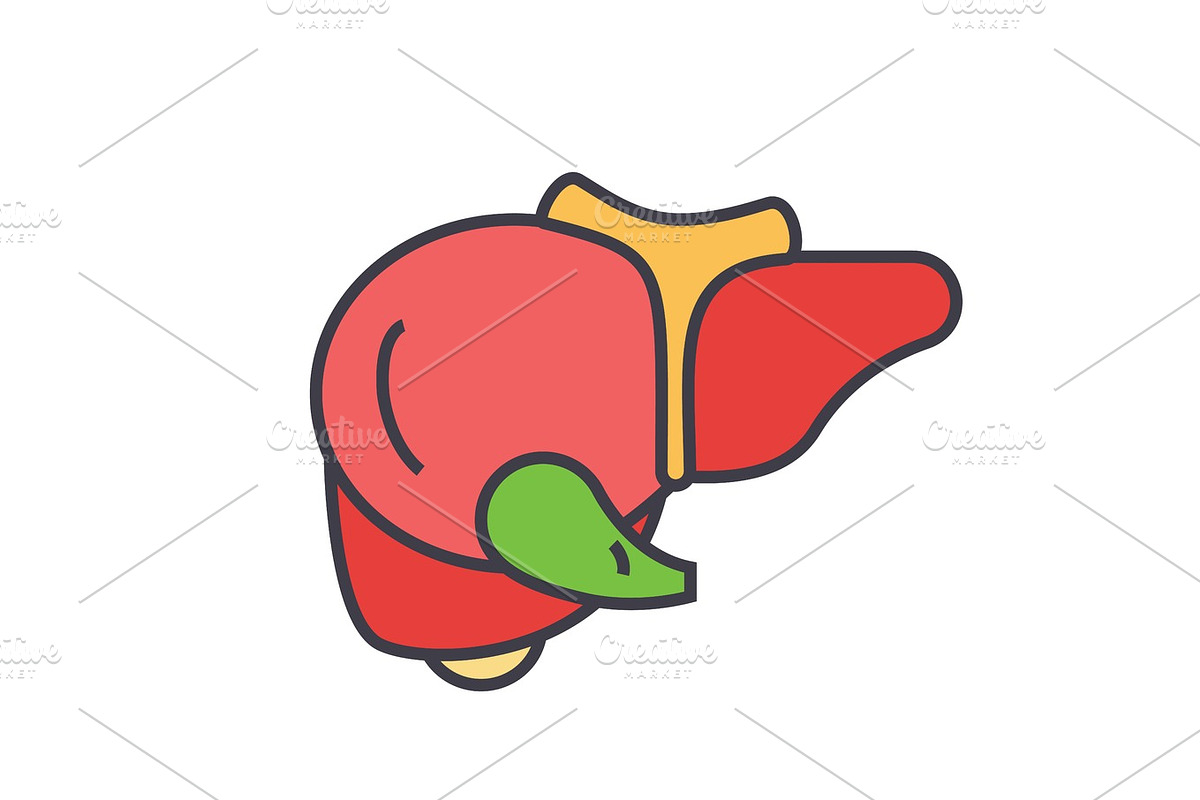 Liver concept. Line vector icon. Editable stroke. Flat linear illustration isolated on white background in Illustrations - product preview 8