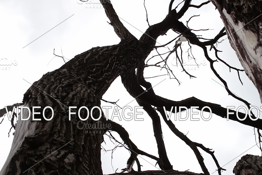 Dead dead tree in the forest against the sky. Twisted branches. Mystical atmosphere. Result of climate warming. The forest is dying. The trees are dying. The forest turns into a desert. ecological problems. Shooting with a slider dolly. in Graphics - product preview 8
