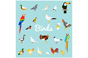 A set of domestic and wild birds in a flat style.
