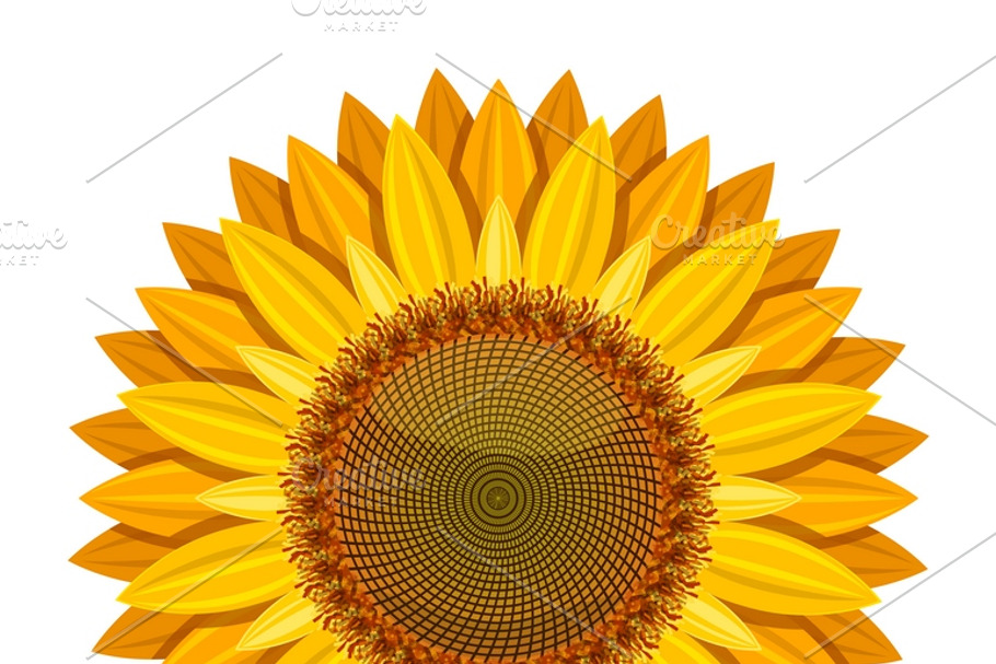 Sunflower on white background in Illustrations - product preview 8