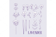 Set of lavender flowers elements.