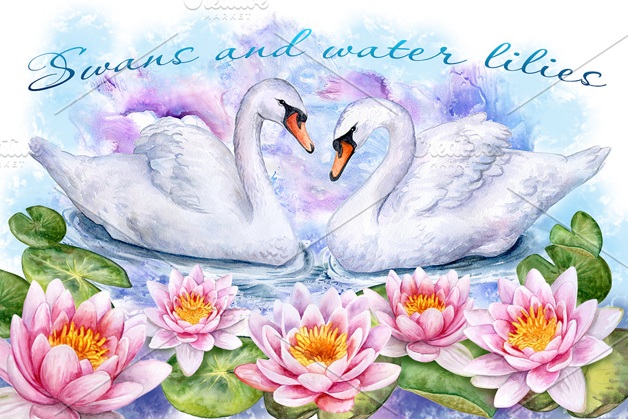 20% OFF! Water lilies and swans. in Illustrations - product preview 8