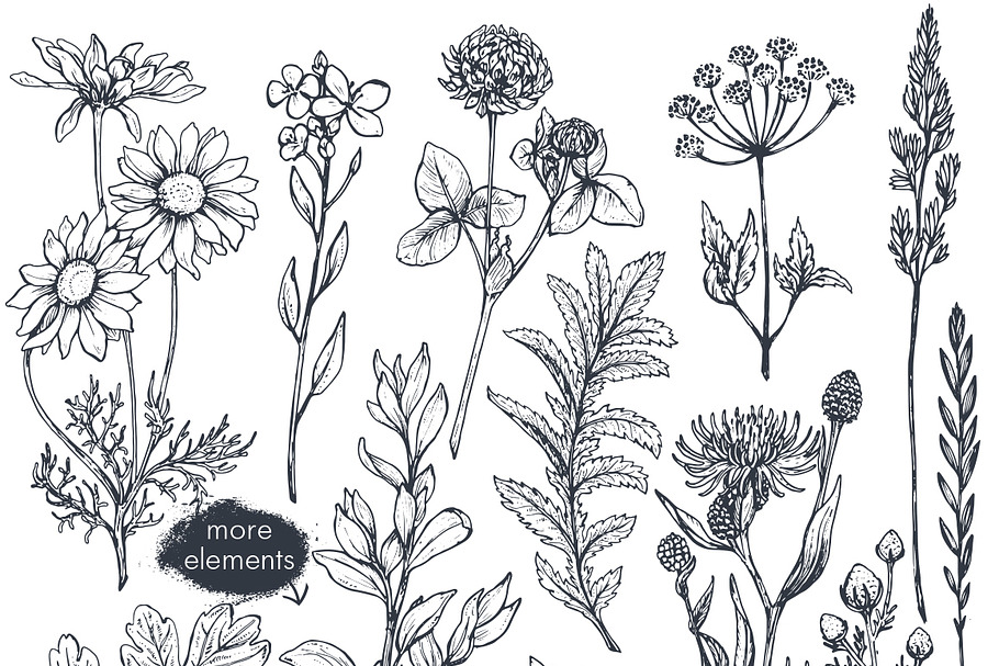 Herbs and wildflowers in Illustrations - product preview 8