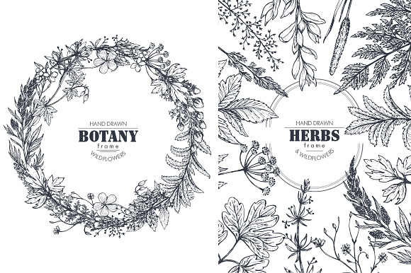 Herbs and wildflowers in Illustrations - product preview 3