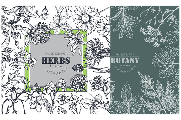 Herbs and wildflowers in Illustrations - product preview 9