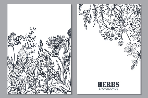 Herbs and wildflowers in Illustrations - product preview 12