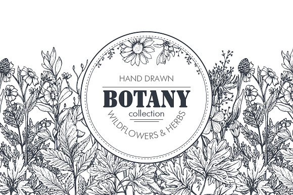 Herbs and wildflowers in Illustrations - product preview 13