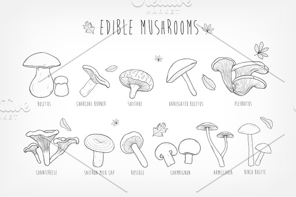 Set of eatable mushrooms