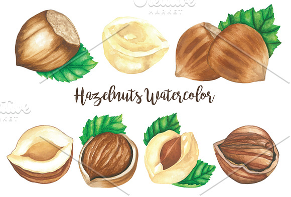 Hazelnuts Watercolors Illustration in Illustrations - product preview 3