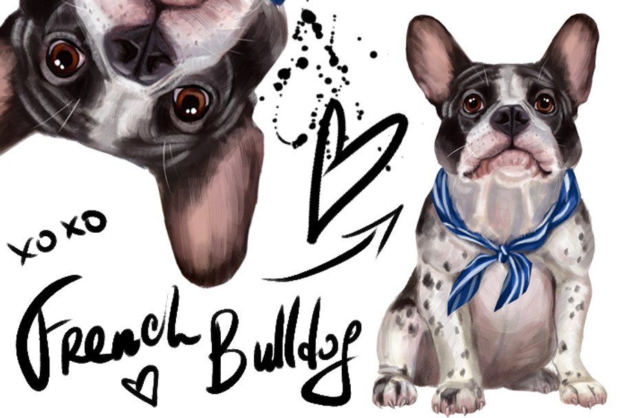 Set French Bulldog. in Illustrations - product preview 8