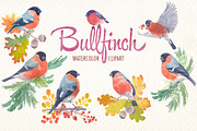 Watercolor bullfinch bird clipart