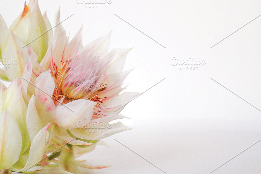 Blushing Bride 1 in Product Mockups - product preview 8