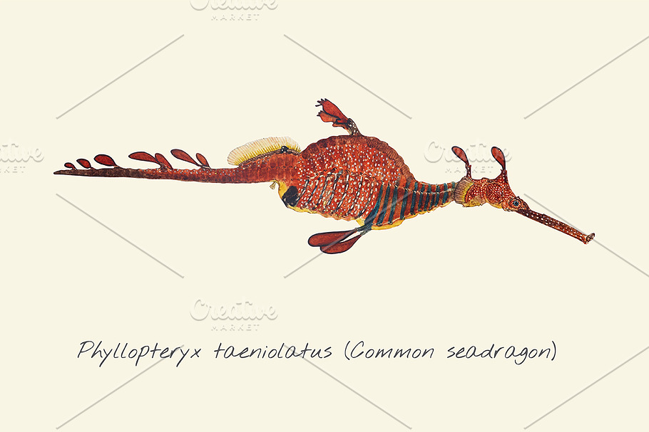 Drawing of a Common Seadragon in Illustrations - product preview 8