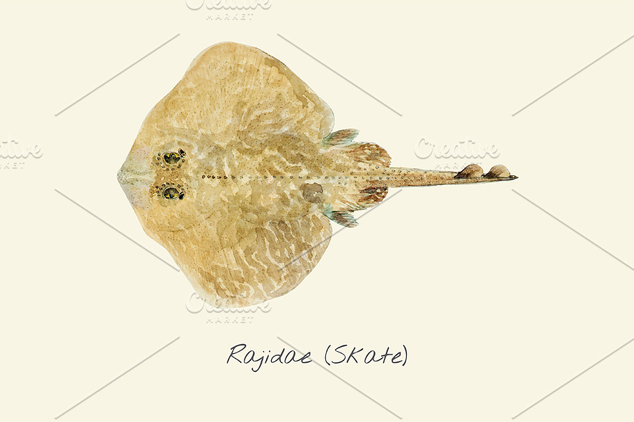 Drawing of a Skate fish in Illustrations - product preview 8