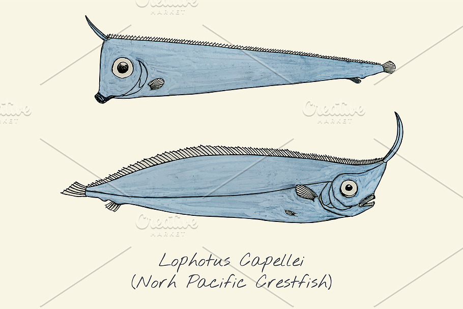 Drawing of a crestfish in Illustrations - product preview 8