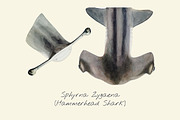 Drawing of a Hammerhead Shark