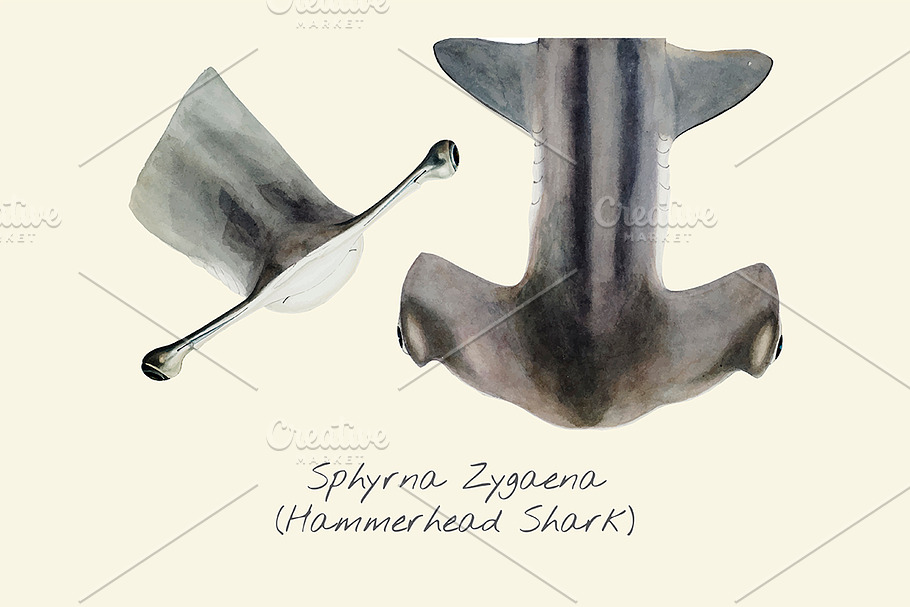 Drawing of a Hammerhead Shark in Illustrations - product preview 8