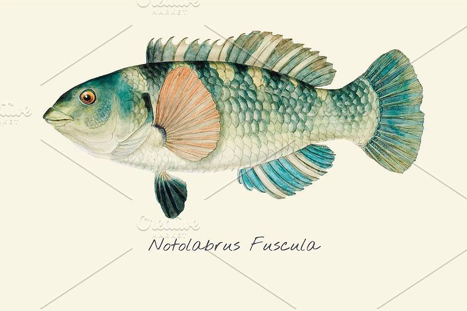 Drawing of a Banded Parrotfish in Illustrations - product preview 8