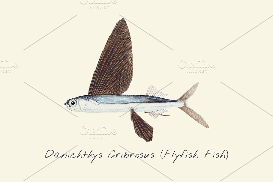 Drawing of a Flyfish