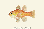 Drawing of an Apogon fish
