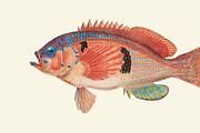 Drawing of a fish