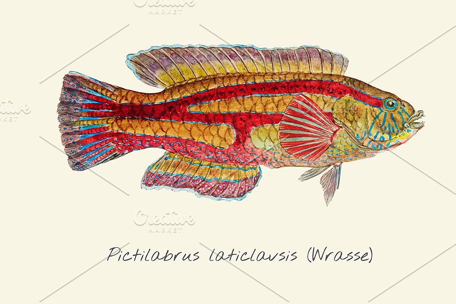 Drawing of a Wrasse in Illustrations - product preview 8