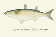 Drawing of a Sand Mullet fish