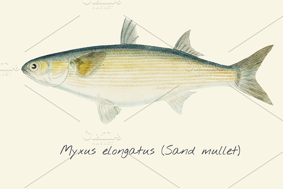 Drawing of a Sand Mullet fish in Illustrations - product preview 8