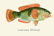Drawing of a wrasse