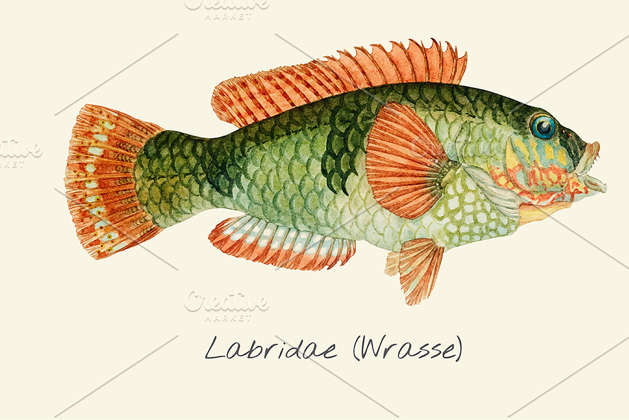 Drawing of a wrasse in Illustrations - product preview 8