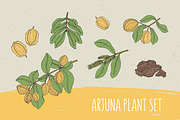 Set of arjuna plant
