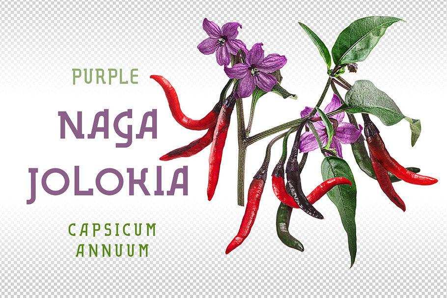 Purple Naga Jolokia