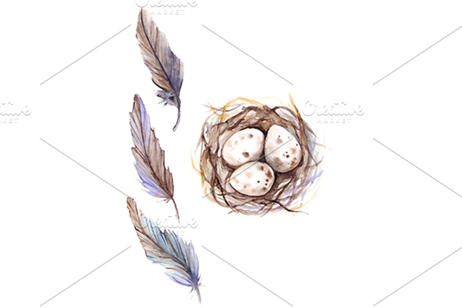 Watercolor quail feather nest egg in Illustrations - product preview 8
