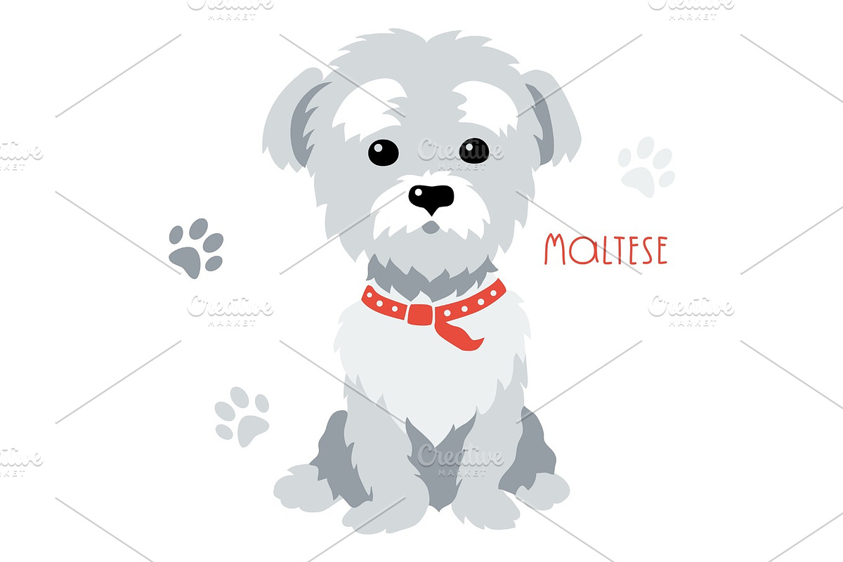 Vector sketch funny maltese dog sitting in Illustrations - product preview 8