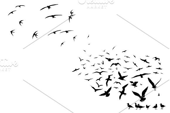 Sea birds in Illustrations - product preview 3
