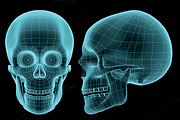 human skull wireframe hologram